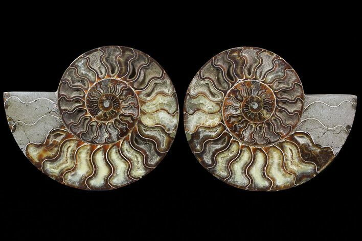 Cut & Polished Ammonite Fossil - Agatized #67902